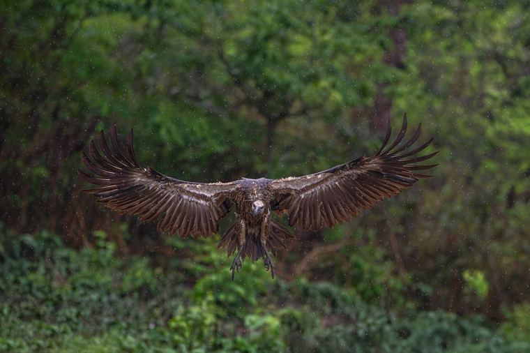 Environment visual for Forests, Wildlife & Protected Areas